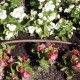 Tropfregner - 25 m Brown